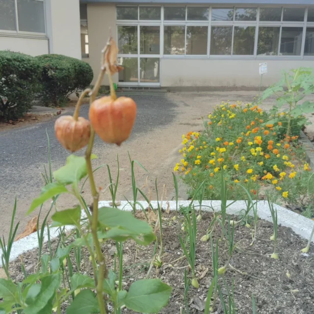 中庭にひっそり植えられているホオズキが紅く実っています。図書館横のモミジにも紅く紅葉した葉を見つけました。日中はまだまだ暑いですが、少しずつ秋が感じられるようになってきました!
明日から今年度後半戦！がんばっていこう！